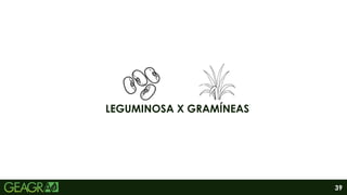 39
LEGUMINOSA X GRAMÍNEAS
 