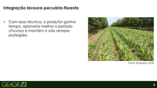 5
Integração lavoura-pecuária-floresta
Fonte: Embrapa, 2018.
• Com essa técnica, o produtor ganha
tempo, aproveita melhor o período
chuvoso e mantém o solo sempre
protegido;
 