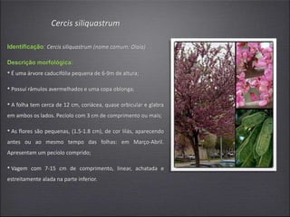 Cercis siliquastrum
Identificação: Cercis siliquastrum (nome comum: Olaia)
Descrição morfológica:
• É uma árvore caducifólia pequena de 6-9m de altura;
• Possuí râmulos avermelhados e uma copa oblonga;
• A folha tem cerca de 12 cm, coriácea, quase orbicular e glabra
em ambos os lados. Pecíolo com 3 cm de comprimento ou mais;
• As flores são pequenas, (1.5-1.8 cm), de cor lilás, aparecendo
antes ou ao mesmo tempo das folhas: em Março-Abril.
Apresentam um pecíolo comprido;
• Vagem com 7-15 cm de comprimento, linear, achatada e
estreitamente alada na parte inferior.
 