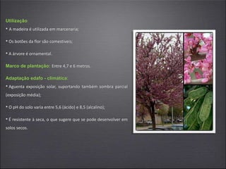 Utilização:
• A madeira é utilizada em marcenaria;
• Os botões da flor são comestiveis;
• A árvore é ornamental.
Marco de plantação: Entre 4,7 e 6 metros.
Adaptação edafo - climática:
• Aguenta exposição solar, suportando também sombra parcial
(exposição média);
• O pH do solo varia entre 5,6 (ácido) e 8,5 (alcalino);
• É resistente à seca, o que sugere que se pode desenvolver em
solos secos.
 
