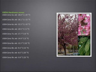 USDA Hardiness zones:
USDA Zona 5a: até -28.8 °C (-20 °F)
USDA Zona 5b: até -26.1 °C (-15 °F)
USDA Zona 6a: até -23.3 °C (-10 °F)
USDA Zona 6b: até -20.5 °C (-5 °F)
USDA Zona 7a: até -17.7 °C (0 °F)
USDA Zona 7b: até -14.9 °C (5 °F)
USDA Zona 8a: até -12.2 °C (10 °F)
USDA Zona 8b: até -9.4 °C (15 °F)
USDA Zona 9a: até -6.6 °C (20 °F)
USDA Zona 9b: até -3.8 °C (25 °F)
 