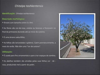 Chitalpa tashkentensis
Identificação: Chitalpa tashkentensis
Descrição morfológica:
• Árvore com tamanho entre 5 e 9m;
• As flores são cor-de-rosa, violeta ou brancas e florescem no
final da primavera durando até ao início do outono;
• É uma árvore caducifólia;
• As folhas são lanceoladas e glabros. Caem prematuramente, a
meio do verão. Não têm uma “cor de outono”.
Utilização:
• É usada para fins ornamentais e para criar espaços de sombra;
• As abelhas também são atraídas pelas suas folhas cor - de -
rosa, produzindo mel a partir do polén.
 