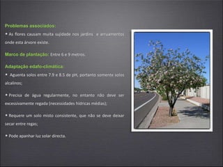 Problemas associados:
• As flores causam muita sujidade nos jardins e arruamentos
onde esta árvore existe.
Marco de plantação: Entre 6 e 9 metros.
Adaptação edafo-climática:
• Aguenta solos entre 7.9 e 8.5 de pH, portanto somente solos
alcalinos;
• Precisa de água regularmente, no entanto não deve ser
excessivamente regada (necessidades hídricas médias);
• Requere um solo misto consistente, que não se deve deixar
secar entre regas;
• Pode apanhar luz solar directa.
 