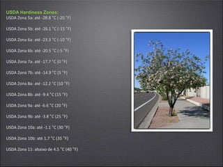 USDA Hardiness Zones:
USDA Zona 5a: até -28.8 °C (-20 °F)
USDA Zona 5b: até -26.1 °C (-15 °F)
USDA Zona 6a: até -23.3 °C (-10 °F)
USDA Zona 6b: até -20.5 °C (-5 °F)
USDA Zona 7a: até -17.7 °C (0 °F)
USDA Zona 7b: até -14.9 °C (5 °F)
USDA Zona 8a: até -12.2 °C (10 °F)
USDA Zona 8b: até -9.4 °C (15 °F)
USDA Zona 9a: até -6.6 °C (20 °F)
USDA Zona 9b: até -3.8 °C (25 °F)
USDA Zona 10a: até -1.1 °C (30 °F)
USDA Zona 10b: até 1.7 °C (35 °F)
USDA Zona 11: abaixo de 4.5 °C (40 °F)
 