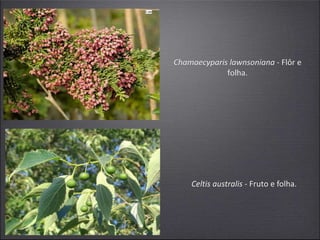 Chamaecyparis lawnsoniana - Flôr e
folha.
Celtis australis - Fruto e folha.
 