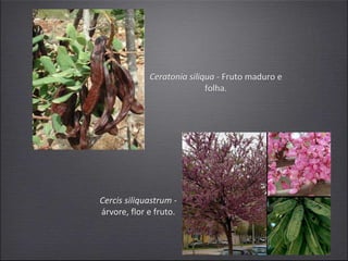 Ceratonia siliqua - Fruto maduro e
folha.
Cercis siliquastrum -
árvore, flor e fruto.
 