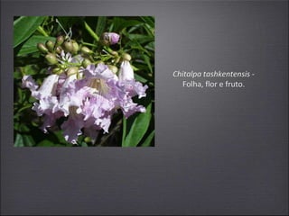 Chitalpa tashkentensis -
Folha, flor e fruto.
 