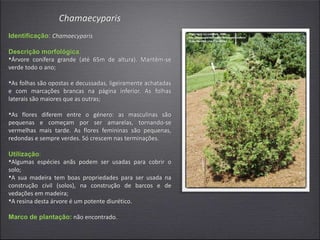 Chamaecyparis
Identificação: Chamaecyparis
Descrição morfológica:
•Árvore conífera grande (até 65m de altura). Mantêm-se
verde todo o ano;
•As folhas são opostas e decussadas, ligeiramente achatadas
e com marcações brancas na página inferior. As folhas
laterais são maiores que as outras;
•As flores diferem entre o género: as masculinas são
pequenas e começam por ser amarelas, tornando-se
vermelhas mais tarde. As flores femininas são pequenas,
redondas e sempre verdes. Só crescem nas terminações.
Utilização:
•Algumas espécies anãs podem ser usadas para cobrir o
solo;
•A sua madeira tem boas propriedades para ser usada na
construção civil (solos), na construção de barcos e de
vedações em madeira;
•A resina desta árvore é um potente diurético.
Marco de plantação: não encontrado.
 