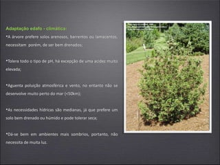 Adaptação edafo - climática:
•A árvore prefere solos arenosos, barrentos ou lamacentos,
necessitam porém, de ser bem drenados;
•Tolera todo o tipo de pH, há excepção de uma acidez muito
elevada;
•Aguenta poluição atmosférica e vento, no entanto não se
desenvolve muito perto do mar (<50km);
•As necessidades hídricas são medianas, já que prefere um
solo bem drenado ou húmido e pode tolerar seca;
•Dá-se bem em ambientes mais sombrios, portanto, não
necessita de muita luz.
 