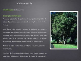 Celtis australis
Identificação: Celtis australis
Descrição morfológica:
• Árvore caducifólia, de porte médio que pode atingir 30m de
altura. Possuí uma copa arredondada, ampla e com muitos
ramos;
• As folhas são simples, alternas e caducas. O limbo é
lanceolado, perinérveo, com três nervuras básicas, assimétricas
no ápice. Têm uma margem serrada quase desde a base. São
verdes escuras e ásperas na página superior e verde-
acinzentado, apresentando pubescências, na pagina inferior;
• Floresce entre Abril e Maio, com flores pequenas, amarelas –
esverdeadas;
• O fruto da Celtis australis é esférico, liso e glabro; excepto na
base que é pubescente, dependendo do estado de maturação,
 