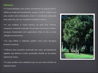 Utilização:
• É essencialmente uma árvore ornamental de grande beleza.
Utiliza-se muito em arruamentos, praças e jardins. Embora seja
uma árvore com crescimento lento é considerada adequada
para estes fins, por ser resistente à poluição urbana;
• A sua madeira é muito elástica de grão fino, flexível,
compacta, resistente e pesada. No passado serviu para o fabrico
de peças relacionadas com a agricultura. Hoje em dia, é muito
ulilizada na marcenaria;
• As suas folhas e rebentos podem servir para forragem
durante o Inverno;
• Oferece uma excelente protecção dos solos, principalmente
aqueles cujo declive é muito acentuado, devido ao seu denso
sistema de raízes;
• A casca produz uma substância que se usa como corante na
industria textil.
 