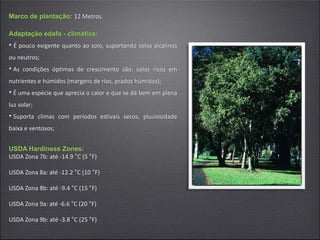Marco de plantação: 12 Metros.
Adaptação edafo - climática:
• É pouco exigente quanto ao solo, suportando solos alcalinos
ou neutros;
• As condições óptimas de crescimento são: solos ricos em
nutrientes e húmidos (margens de rios, prados húmidos);
• É uma espécie que aprecia o calor e que se dá bem em plena
luz solar;
• Suporta climas com períodos estivais secos, pluviosidade
baixa e ventosos;
USDA Hardiness Zones:
USDA Zona 7b: até -14.9 °C (5 °F)
USDA Zona 8a: até -12.2 °C (10 °F)
USDA Zona 8b: até -9.4 °C (15 °F)
USDA Zona 9a: até -6.6 °C (20 °F)
USDA Zona 9b: até -3.8 °C (25 °F)
 