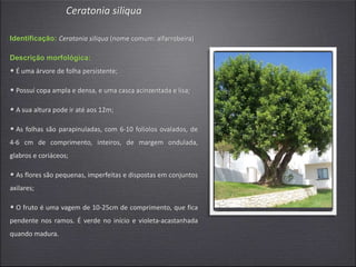 Ceratonia siliqua
Identificação: Ceratonia siliqua (nome comum: alfarrobeira)
Descrição morfológica:
• É uma árvore de folha persistente;
• Possuí copa ampla e densa, e uma casca acinzentada e lisa;
• A sua altura pode ir até aos 12m;
• As folhas são parapinuladas, com 6-10 folíolos ovalados, de
4-6 cm de comprimento, inteiros, de margem ondulada,
glabros e coriáceos;
• As flores são pequenas, imperfeitas e dispostas em conjuntos
axilares;
• O fruto é uma vagem de 10-25cm de comprimento, que fica
pendente nos ramos. É verde no início e violeta-acastanhada
quando madura.
 