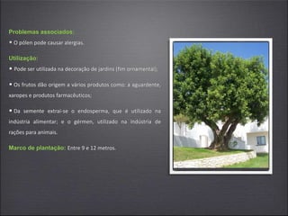 Problemas associados:
• O pólen pode causar alergias.
Utilização:
• Pode ser utilizada na decoração de jardins (fim ornamental);
• Os frutos dão origem a vários produtos como: a aguardente,
xaropes e produtos farmacêuticos;
• Da semente extrai-se o endosperma, que é utilizado na
indústria alimentar; e o gérmen, utilizado na indústria de
rações para animais.
Marco de plantação: Entre 9 e 12 metros.
 