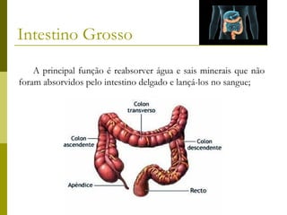 Intestino Grosso
A principal função é reabsorver água e sais minerais que não
foram absorvidos pelo intestino delgado e lançá-los no sangue;

 