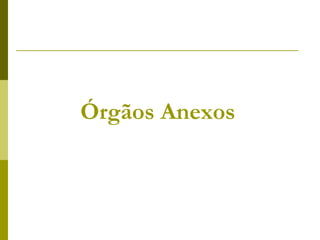 Órgãos Anexos

 