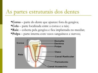 As partes estruturais dos dentes
*Coroa – parte do dente que aparece fora da gengiva;
*Cola – parte localizada entre a coroa e a raiz;
*Raiz – coberta pela gengiva e fica implantada no maxilar;
*Polpa – parte interna com vasos sanguíneos e nervos;

 