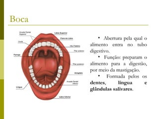 Boca
• Abertura pela qual o
alimento entra no tubo
digestivo.
• Função: preparam o
alimento para a digestão,
por meio da mastigação.
• Formada pelos os
dentes,
língua
e
glândulas salivares.

 