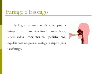 Faringe e Esôfago
A língua empurra o alimento para a
faringe

e

movimentos

musculares,

denominados

movimentos

peristálticos,

impulsionam-no para o esôfago e depois para
o estômago.

 