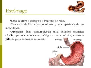 Estômago
•Situa-se entre o esôfago e o intestino delgado.
•Tem cerca de 25 cm de comprimento, com capacidade de um
a dois litros.
•Apresenta duas comunicações: uma superior chamada
cárdia, que o comunica ao esôfago e outra inferior, chamada
piloro, que o comunica ao intestino delgado.

 