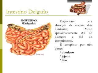 Intestino Delgado
Responsável
pela
absorção da maioria dos
nutrientes;
Mede
aproximadamente 2,5 de
diâmetro
e
5,5
de
comprimento.
É composto por três
partes:
• duodeno
• jejuno
• íleo

 