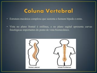 • Estrutura mecânica complexa que sustenta o homem bípede e ereto.
• Vista no plano frontal é retilínea, e no plano sagital apresenta curvas
fisiológicas importantes do ponto de vista biomecânico.
 