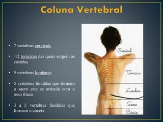 • 7 vertebras cervicais
• 12 torácicas das quais surgem as
costelas
• 5 vertebras lombares
• 5 vertebras fundidas que formam
o sacro este se articula com o
osso ilíaco
• 3 a 5 vertebras fundidas que
formam o cóccix
 