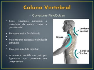• Curvaturas Fisiológicas
• Estas curvaturas aumentam a
resistência da coluna contra a
pressão axial
• Fornecem maior flexibilidade
•
• Mantêm uma adequada estabilidade
estrutural
•
• Protegem a medula espinhal
• A coluna é mantida em parte por
ligamentos que percorrem seu
comprimento
 