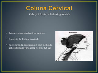 Cabeça à frente da linha de gravidade
• Promove aumento da cifose torácica
• Aumento da lordose cervical .
• Sobrecarga da musculatura ( peso médio da
cabeça humana varia entre 4,5 kg e 5,5 kg)
 