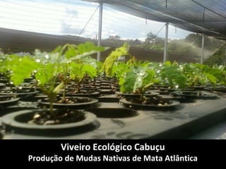 Viveiro Ecológico Cabuçu
Produção de Mudas Nativas de Mata Atlântica
 