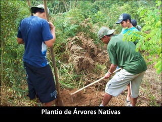 Plantio de Árvores Nativas
 