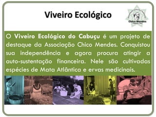 Viveiro Ecológico

O Viveiro Ecológico do Cabuçu é um projeto de
destaque da Associação Chico Mendes. Conquistou
sua independência e agora procura atingir a
auto-sustentação financeira. Nele são cultivadas
espécies de Mata Atlântica e ervas medicinais.
 