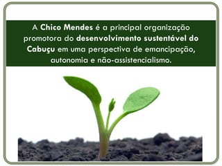 A Chico Mendes é a principal organização
promotora do desenvolvimento sustentável do
 Cabuçu em uma perspectiva de emancipação,
      autonomia e não-assistencialismo.
 