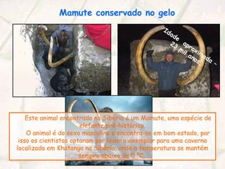 Mamute conservado no gelo
Este animal encontrado na Sibéria é um Mamute, uma espécie de
elefante pré-histórico.
O animal é do sexo masculino e encontra-se em bom estado, por
isso os cientistas optaram por levar o exemplar para uma caverna
localizada em Khatanga na Sibéria, onde a temperatura se mantém
sempre abaixo de 0 ºC.
Idade
aproximada
–
23
mil anos.
 