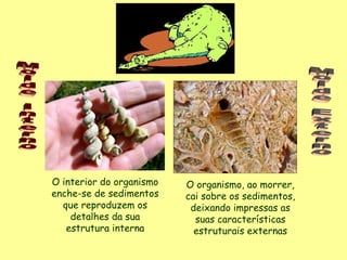 O interior do organismo
enche-se de sedimentos
que reproduzem os
detalhes da sua
estrutura interna
O organismo, ao morrer,
cai sobre os sedimentos,
deixando impressas as
suas características
estruturais externas
 