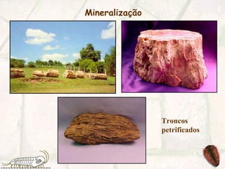 Mineralização
Troncos
petrificados
 