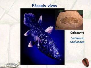 Fósseis vivos
Celacanto
Latimeria
chalumnae
 