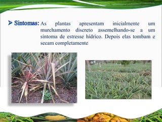 As plantas apresentam inicialmente um
murchamento discreto assemelhando-se a um
sintoma de estresse hídrico. Depois elas tombam e
secam completamente.
 