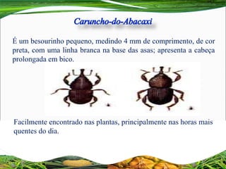 É um besourinho pequeno, medindo 4 mm de comprimento, de cor
preta, com uma linha branca na base das asas; apresenta a cabeça
prolongada em bico.
Facilmente encontrado nas plantas, principalmente nas horas mais
quentes do dia.
 