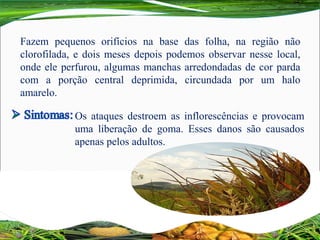 Fazem pequenos orifícios na base das folha, na região não
clorofilada, e dois meses depois podemos observar nesse local,
onde ele perfurou, algumas manchas arredondadas de cor parda
com a porção central deprimida, circundada por um halo
amarelo.
Os ataques destroem as inflorescências e provocam
uma liberação de goma. Esses danos são causados
apenas pelos adultos.
 