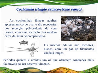 As cochonilhas fêmeas adultas
apresentam corpo oval e são recobertas
por secreção pulverulenta de cera
branca, com essa secreção elas medem
cerca de 3mm de comprimento.
Os machos adultos são menores,
alados, com um par de filamentos
caudais longos.
Períodos quentes e úmidos são os que oferecem condições mais
favoráveis ao seu desenvolvimento.
 