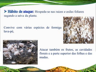 Convive com várias espécies de formiga
lava-pé,
Atacar também os frutos, as cavidades
florais e a parte superior das folhas e das
mudas.
 