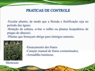 -Escalar plantio, de modo que a florada e frutificação seja no
período das águas;
-Rotação de cultura, evitar o milho ou plantas hospedeiras de
pragas do abacaxi;
-Plantas que forneçam abrigo para inimigos naturais;
Mentrasto
-Ensacamento dos frutos
-Catação manual de frutos contaminados;
-Armadilha luminosa.
 