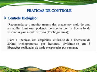 -Recomenda-se o monitoramento das pragas por meio de uma
armadilha luminosa, podendo consorciar com a liberação de
vespinhas parasitoide de ovos (Trichogramma);
-Para a liberação das vespinhas, utiliza-se de a liberação de
200ml trichogrammas por hectares, dividindo-se em 3
liberações realizadas de tarde e espaçadas por semana;
 