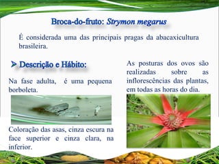 É  considerada  uma  das  principais  pragas  da  abacaxicultura 
brasileira.
Na  fase  adulta,    é  uma  pequena 
borboleta.
Coloração das asas, cinza escura na 
face  superior  e  cinza  clara,  na 
inferior.
As  posturas  dos  ovos  são 
realizadas  sobre  as 
inflorescências  das  plantas, 
em todas as horas do dia.
 