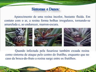 Aparecimento de uma resina incolor, bastante fluída. Em 
contato com o ar, a resina forma bolhas irregulares, tornando-se 
amarelada e, ao endurecer, marron-escura.
Quando  infectada  pela  fusariose  também  exsuda  resina 
como sintoma de ataque pelo centro do frutilho, enquanto que no 
caso da broca-do-fruto a resina surge entre os frutilhos.
 