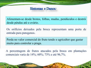 Os  orifícios  deixados  pela  broca  representam  uma  porta  de 
entrada para patogenos.
Perda no valor comercial do fruto tendo o agricultor que gastar 
muito para controlar a praga.
A  percentagem  de  frutos  atacados  pela  broca  em  plantações 
comerciais varia de 14%; 60%; 73% e até 96,7%.
Alimentam-se desde brotos, folhas, mudas, pendúculos e destrói 
desde pétalas até o ovário.
 
