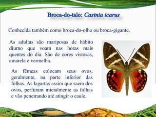 As adultas são mariposas de hábito
diurno que voam nas horas mais
quentes do dia. São de cores vistosas,
amarela e vermelha.
Conhecida também como broca-do-olho ou broca-gigante.
As fêmeas colocam seus ovos,
geralmente, na parte inferior das
folhas. As lagartas assim que saem dos
ovos, perfuram inicialmente as folhas
e vão penetrando até atingir o caule.
 
