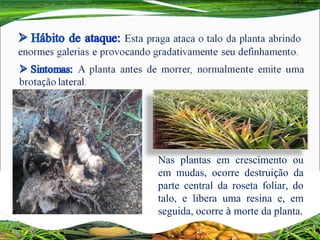 Nas plantas em crescimento ou
em mudas, ocorre destruição da
parte central da roseta foliar, do
talo, e libera uma resina e, em
seguida, ocorre à morte da planta.
 