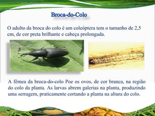 O adulto da broca do colo é um coleóptera tem o tamanho de 2,5
cm, de cor preta brilhante e cabeça prolongada.
A fêmea da broca-do-colo Poe os ovos, de cor branca, na região
do colo da planta. As larvas abrem galerias na planta, produzindo
uma serragem, praticamente cortando a planta na altura do colo.
 
